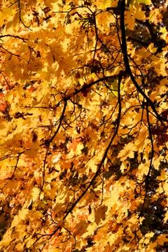 Maple Tree in Yellow Fall Colors Stock Photos