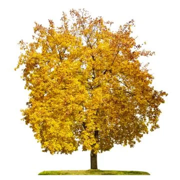 Maple tree, yellow foliage, isolated on white background. Stock Photos