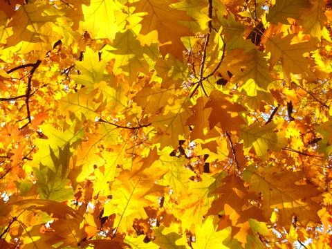 Maple tree with yellow leaves against the blue sky Stock Photos