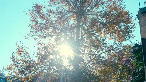 A maple tree with yellow leaves and sun rays working through them. Stock Footage 231887255