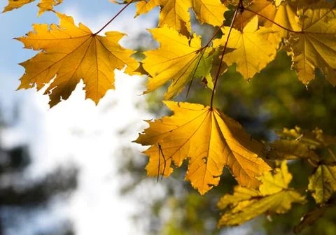 Maple tree with yellow leaves in autumn forest Stock Photos