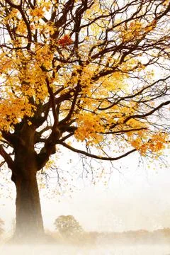 Maple tree with yellow leaves background Stock Photos