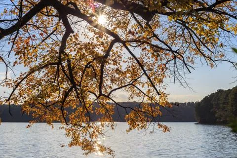 Maple tree with yellow leaves over the lake with sun light in lake johnson,.. Stock Photos