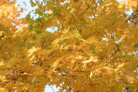 Maple tree with yellow leaves. Stock Photos