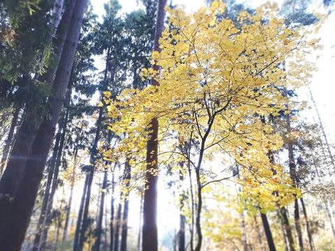 Maple Tree With Yellow Leaves In Pine Forest In Autumn, View From Below Stock Photos