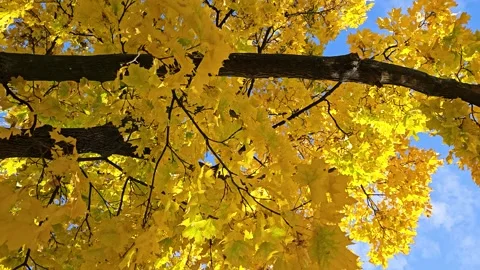A maple tree with yellow leaves spins against a blue sky Stock Footage 298024159