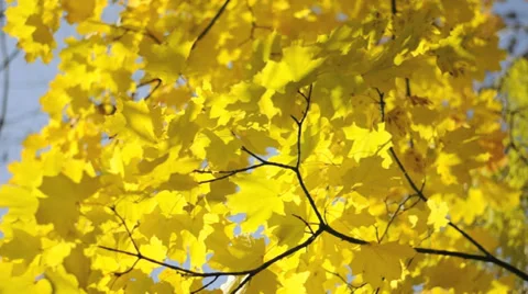 Maple tree. Yellow maple tree swinging in the wind Stock Footage 33625667