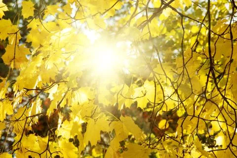 Maple tree with yellow (orange) leaves at sunset Stock Photos