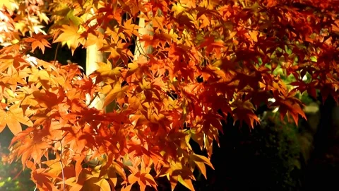 Maple tree with yellowish red leaves with garden lights Stock Footage 234081944