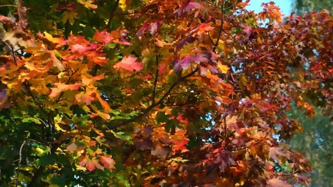 Maple tree1 Stock Footage 84768166