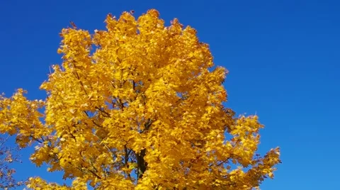 Maple treein fall and blue sky Stock Footage 49201215