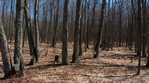 Maple Trees Aerial Drone Passes By Showcasing Pails Collecting Maple Syrup Stock Footage 151694989