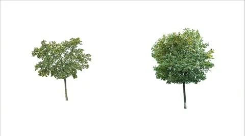 Maple trees against white background 1 Stock Footage 47741317