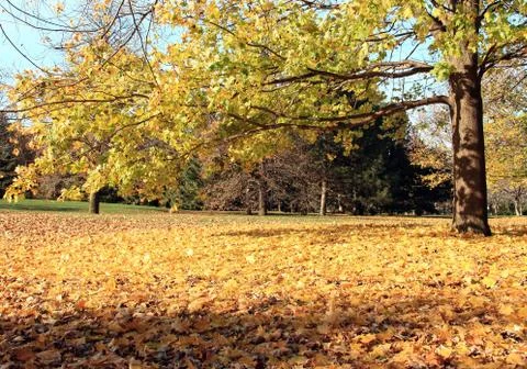Maple Trees and Leaves Carpet in Fall Stock Photos