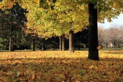 Maple Trees and Leaves Carpet During Fall Stock Photos