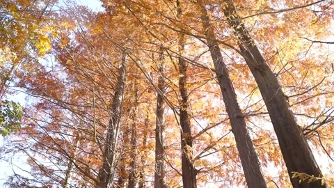 Maple Trees of Autumn Stock Footage 303049472