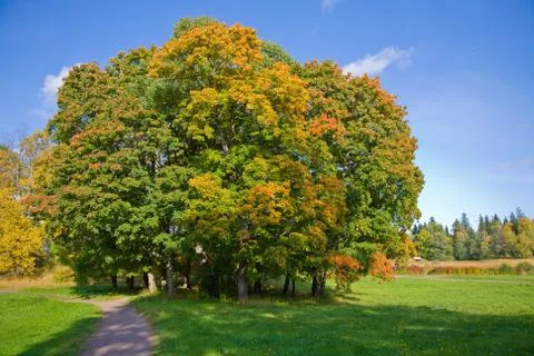 Maple trees in autumn Stock Photos