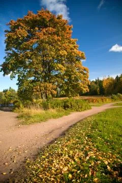 Maple trees in autumn Stock Photos