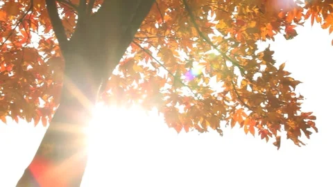 Maple trees in autumn with sunshine Stock-Footage 303049480