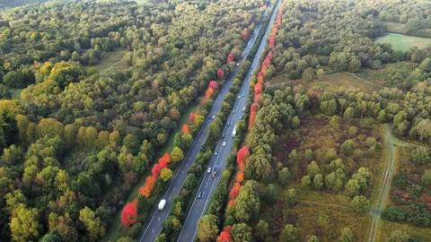 Maple Trees in Bloom 스톡 사진