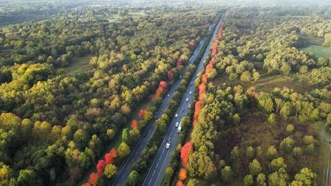 Maple Trees in Bloom 스톡 사진