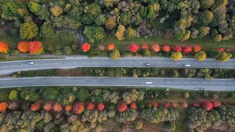 Maple Trees in Bloom 스톡 사진