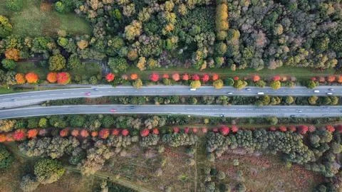 Maple Trees in Bloom Stock Photos