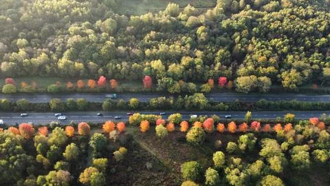 Maple Trees in Bloom 스톡 사진