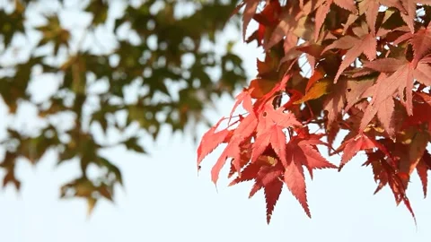 Maple trees with blue sky Stock-Footage 303049482