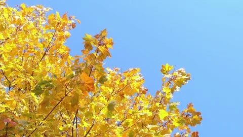 Maple trees with colorful fall leaves on blue sky background at autumn park Stock Footage 141531219
