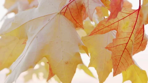 Maple trees with colorful fall leaves background at autumn park. Stock Footage 143221608