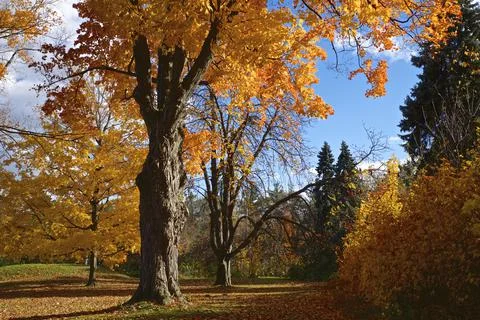 Maple trees in fall at the public park in Toronto, Ontario, Canada Stock Photos