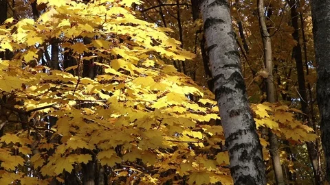 Maple trees in a forest on the wind Stock Footage 104582813