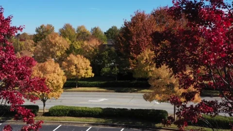Maple Trees in Full Fall Color, Drone Aerial View, Newnan, Georgia, USA Stock Footage 166742512