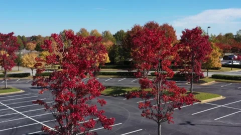 Maple Trees in Full Fall Color Drone Aerial View Newnan Georgia USA 스톡 동영상 335666493