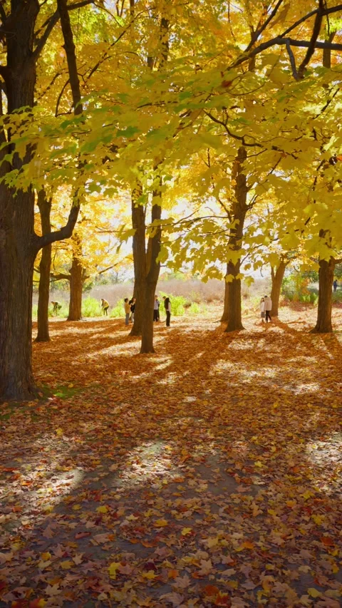 Maple trees with golden leaves in late fall (Vertical Video) Video stock 329072809