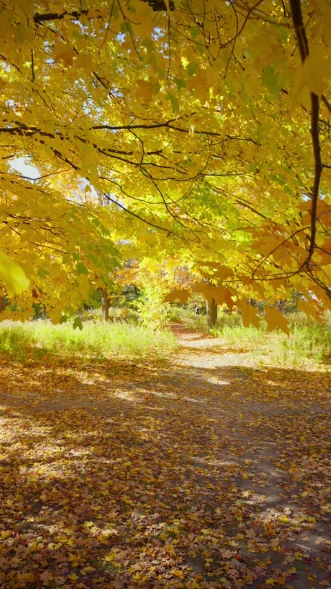 Maple trees with golden leaves in late fall (Vertical Video) Stock Footage 329072886