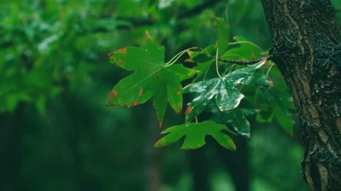 Maple trees grow new leaves Stock Footage 234053888