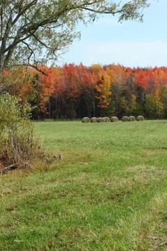 Maple trees with hay bales 2 Stock Photos