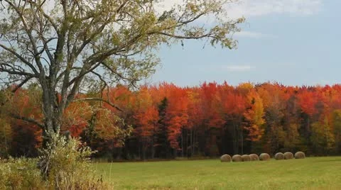 Maple trees with hay bales Stock Footage 12258615