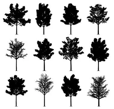 Maple trees Stock Illustration