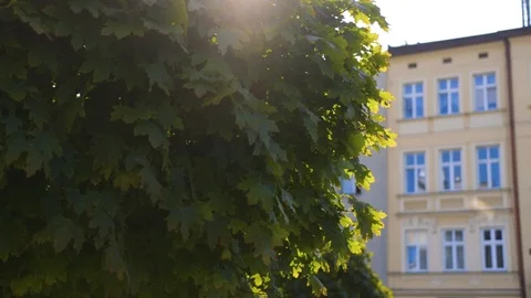 Maple tree's leaves swaying on the wind Stock Footage 125248343