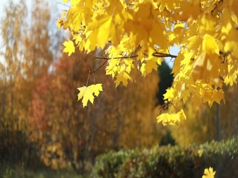 Maple trees. Maple autumn trees. Maple leaves. Stock Footage 80935255