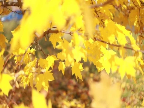 Maple trees. Maple autumn trees. Maple leaves. Stock Footage 80935297