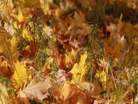Maple trees. Maple autumn trees. Maple leaves. Stock Footage 80935318
