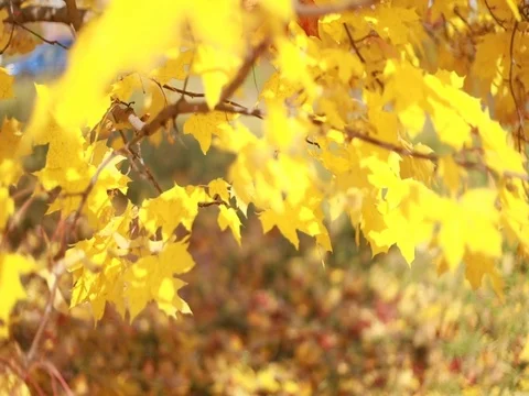 Maple trees. Maple autumn trees. Maple leaves. Stock Footage 80935324