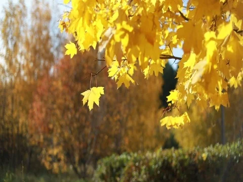Maple trees. Maple autumn trees. Maple leaves. Video stock 80935390