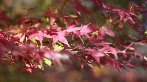 Maple trees in mountain Stock Footage 303049459