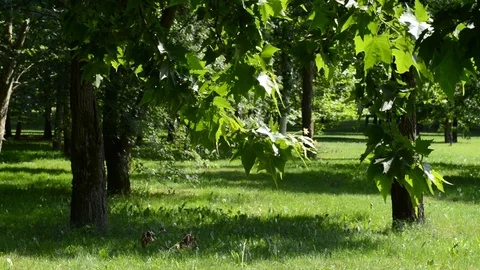 Maple trees moved by the light wind Video stock 91749607