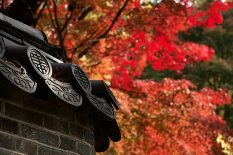 Maple trees with multicolored leaves in an ancient wall. Stock Photos